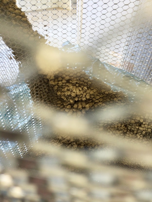 2015 07 Neighbors inside detail 2