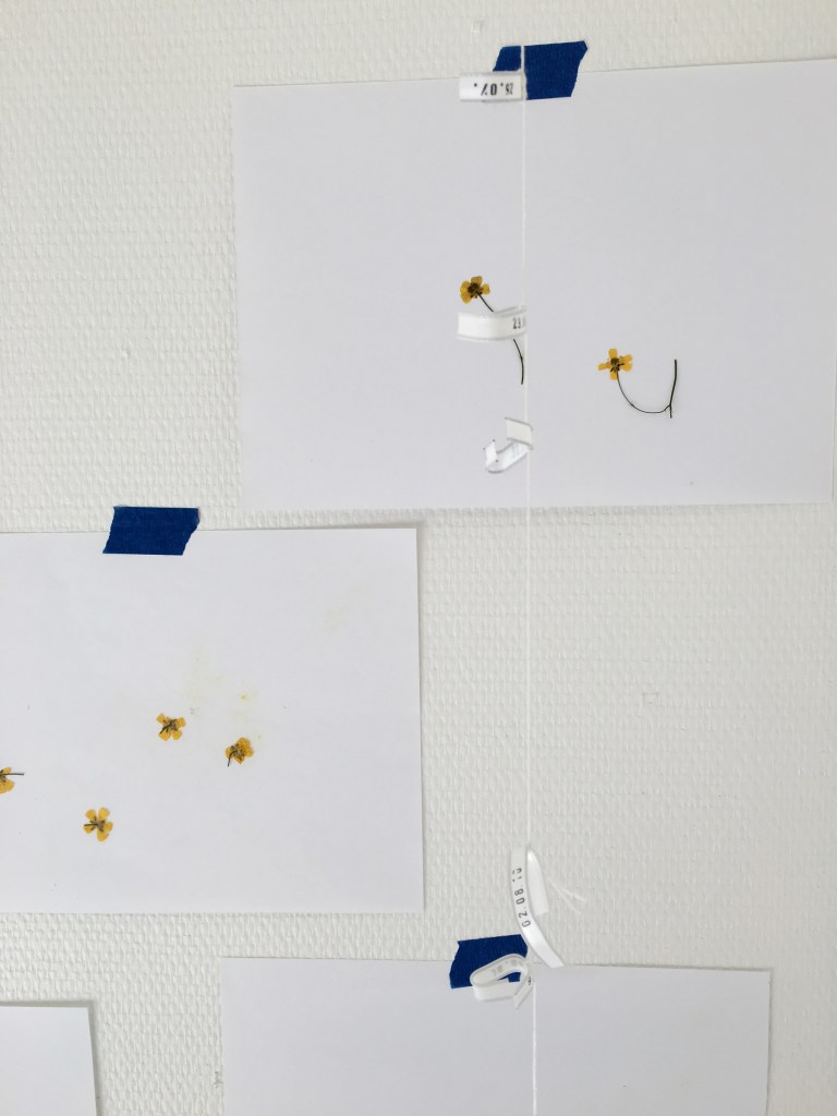 2016 08 buttercup w calendar 2